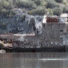 "Storch auf Ruine am Rio Arade,Algavre"