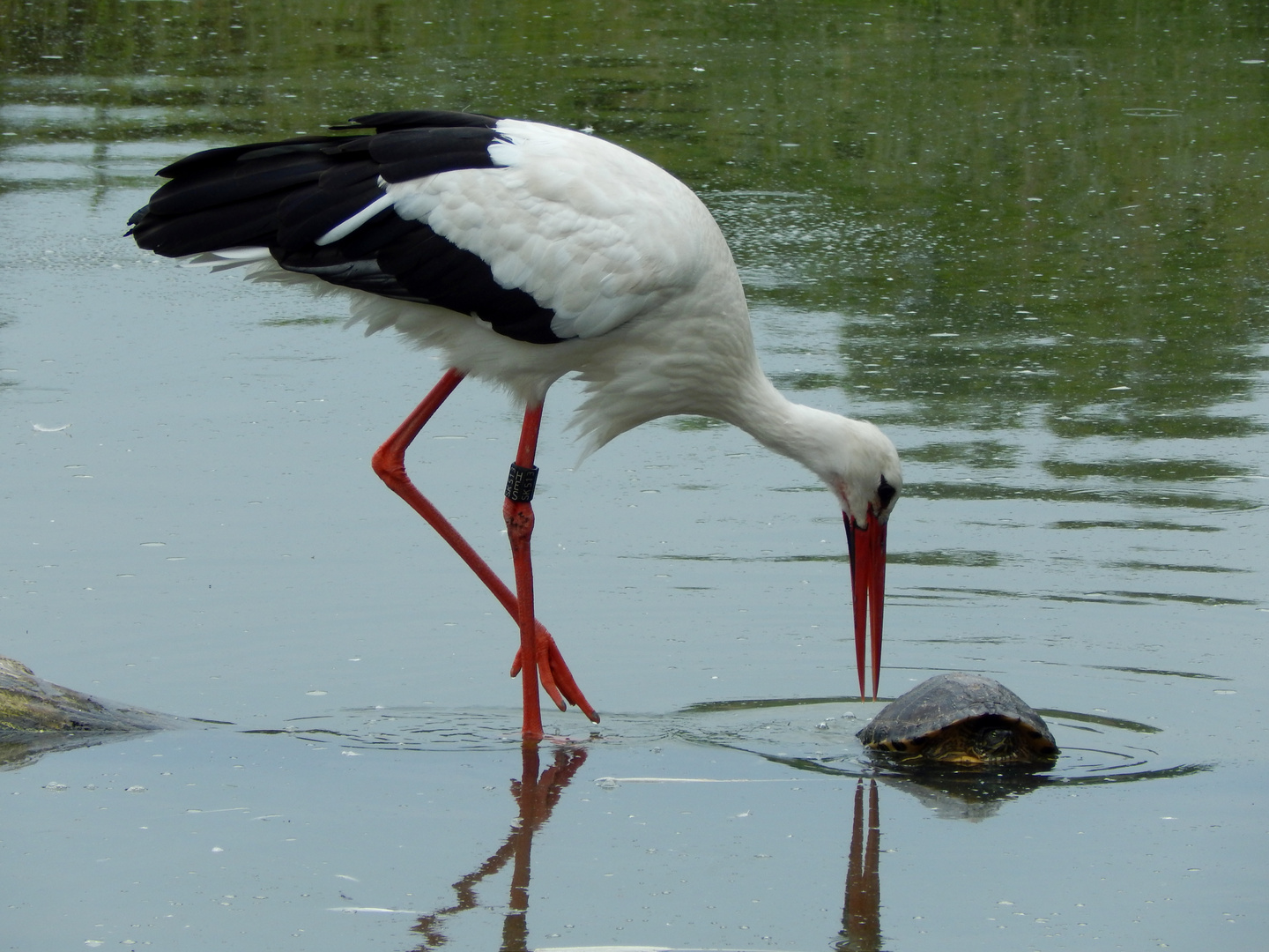 Storch auf Schildkröten"Jagd" ;)