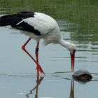 Storch auf Schildkröten"Jagd" ;)