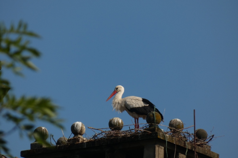 Storch auf Schloss Heessen