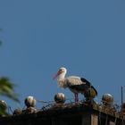 Storch auf Schloss Heessen