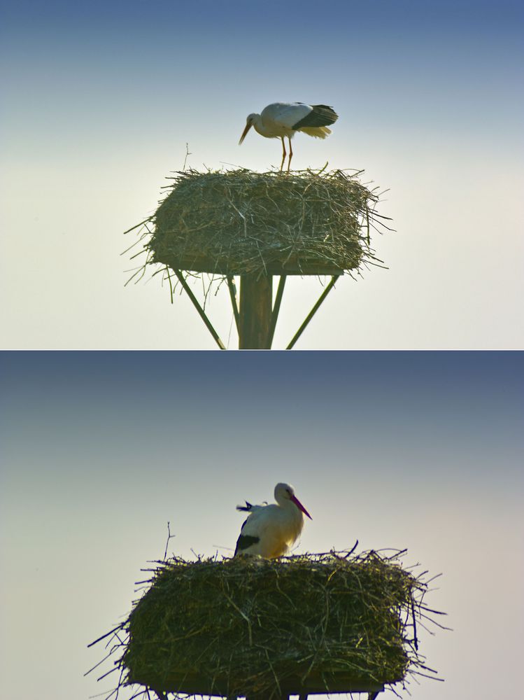 Storch auf seinem Nest im Rückhaltebecken in Salzderhelden / Einbeck.