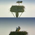 Storch auf seinem Nest im Rückhaltebecken in Salzderhelden / Einbeck.