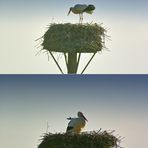 Storch auf seinem Nest im Rückhaltebecken in Salzderhelden / Einbeck.
