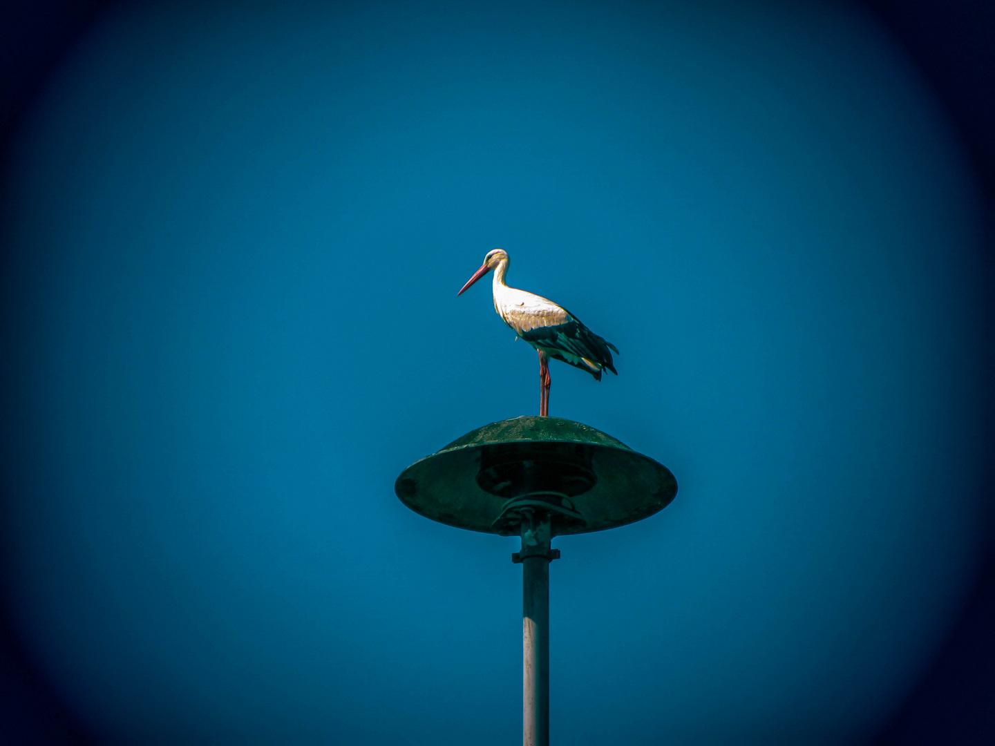 Storch auf Sirene