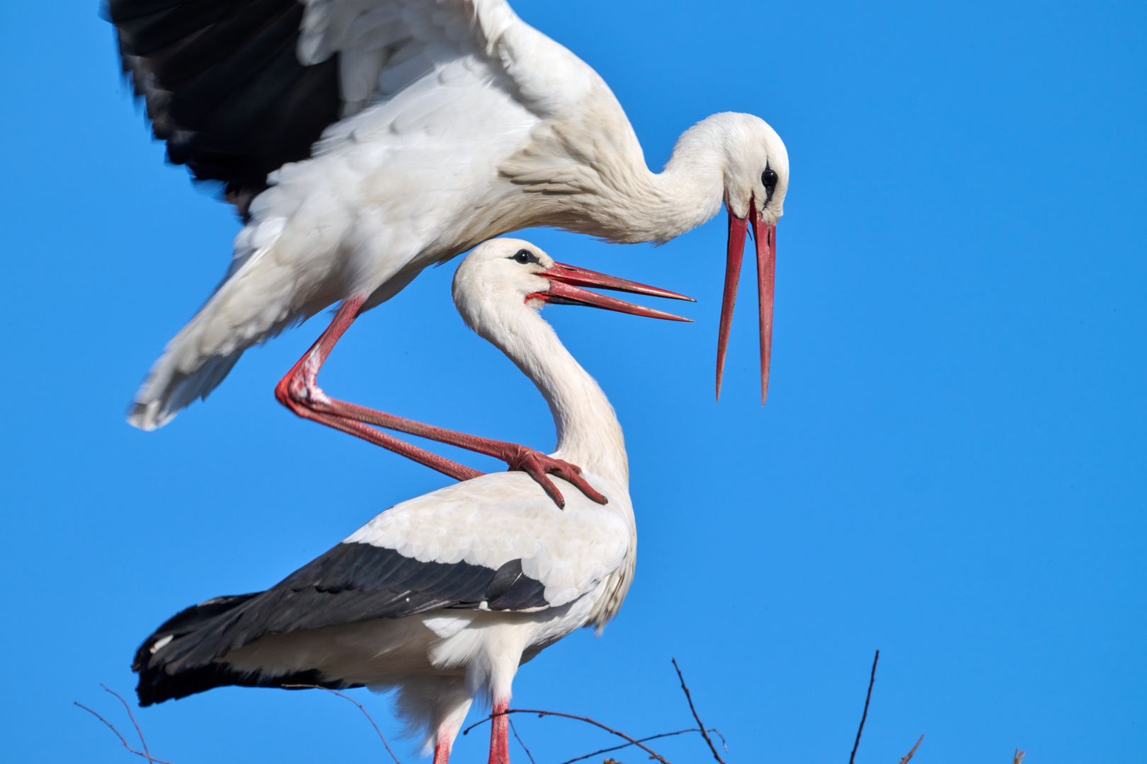 Storch auf Storch 