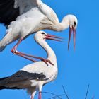 Storch auf Storch 