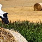 Storch auf Strohballen II