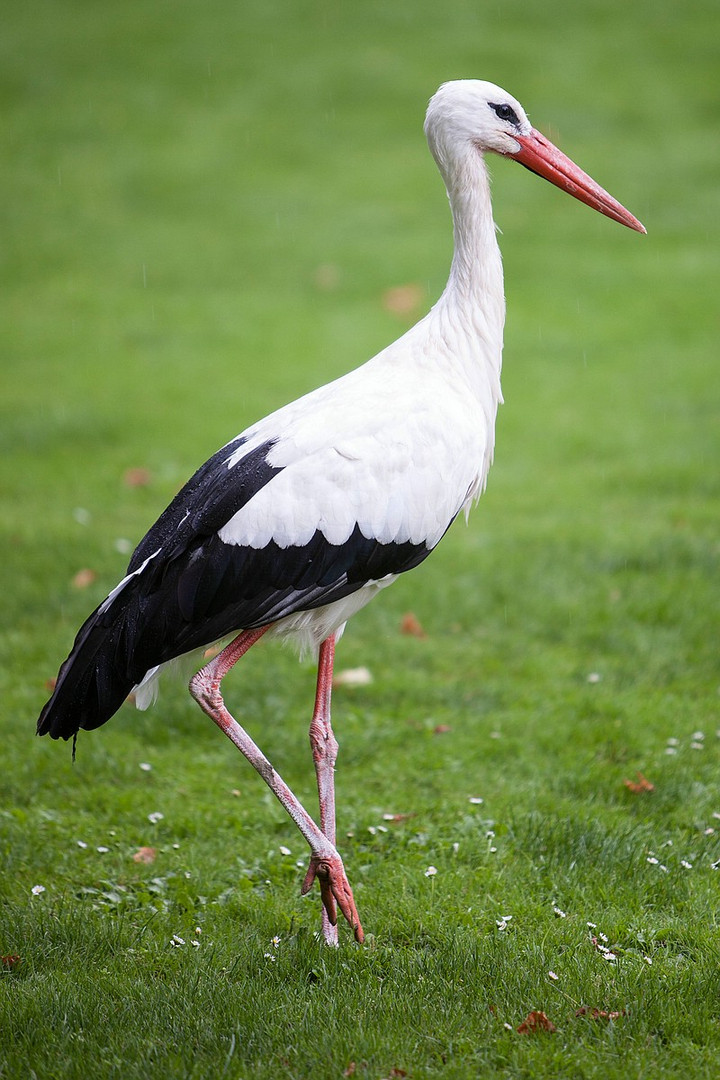 Storch auf Urlaub