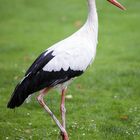 Storch auf Urlaub