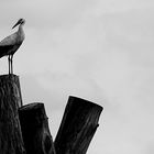 Storch auf Wachposten