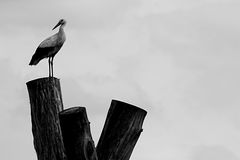 Storch auf Wachposten