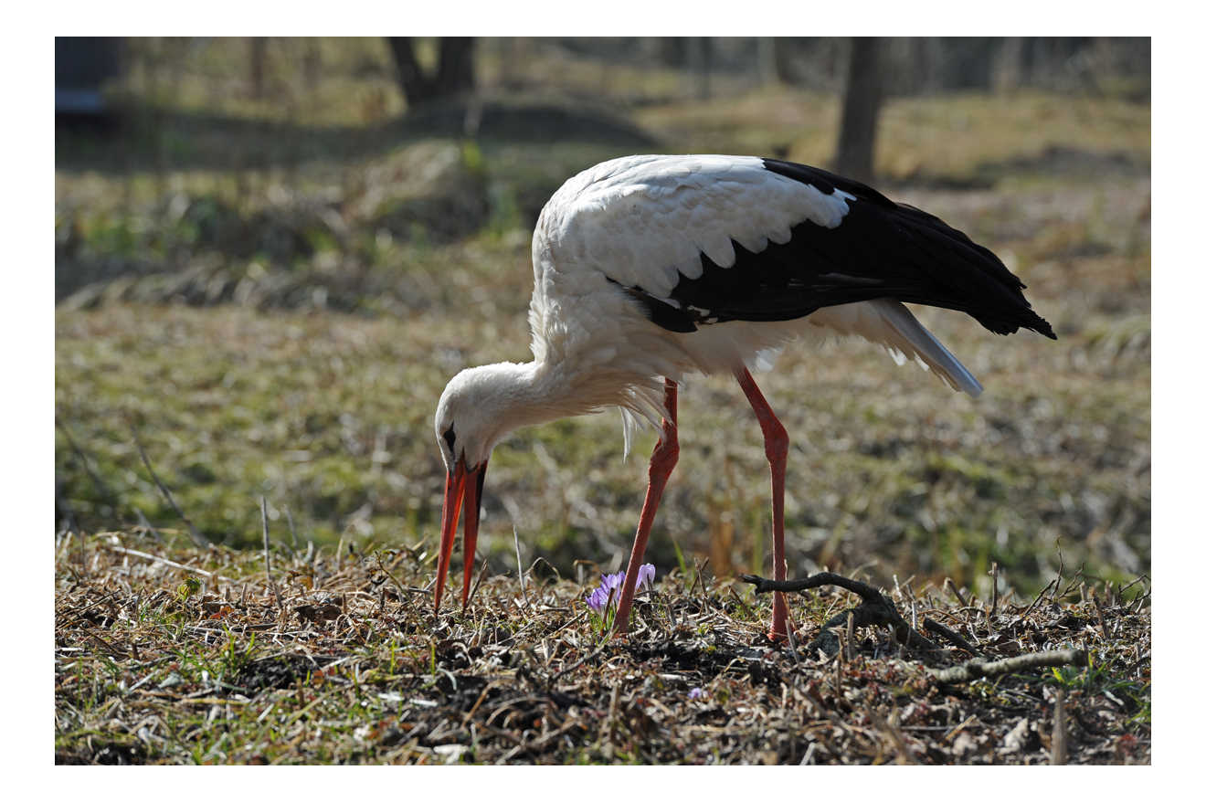 Storch auf Wiese - der Frühling beginnt!