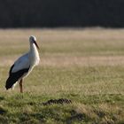 Storch auf Wiese