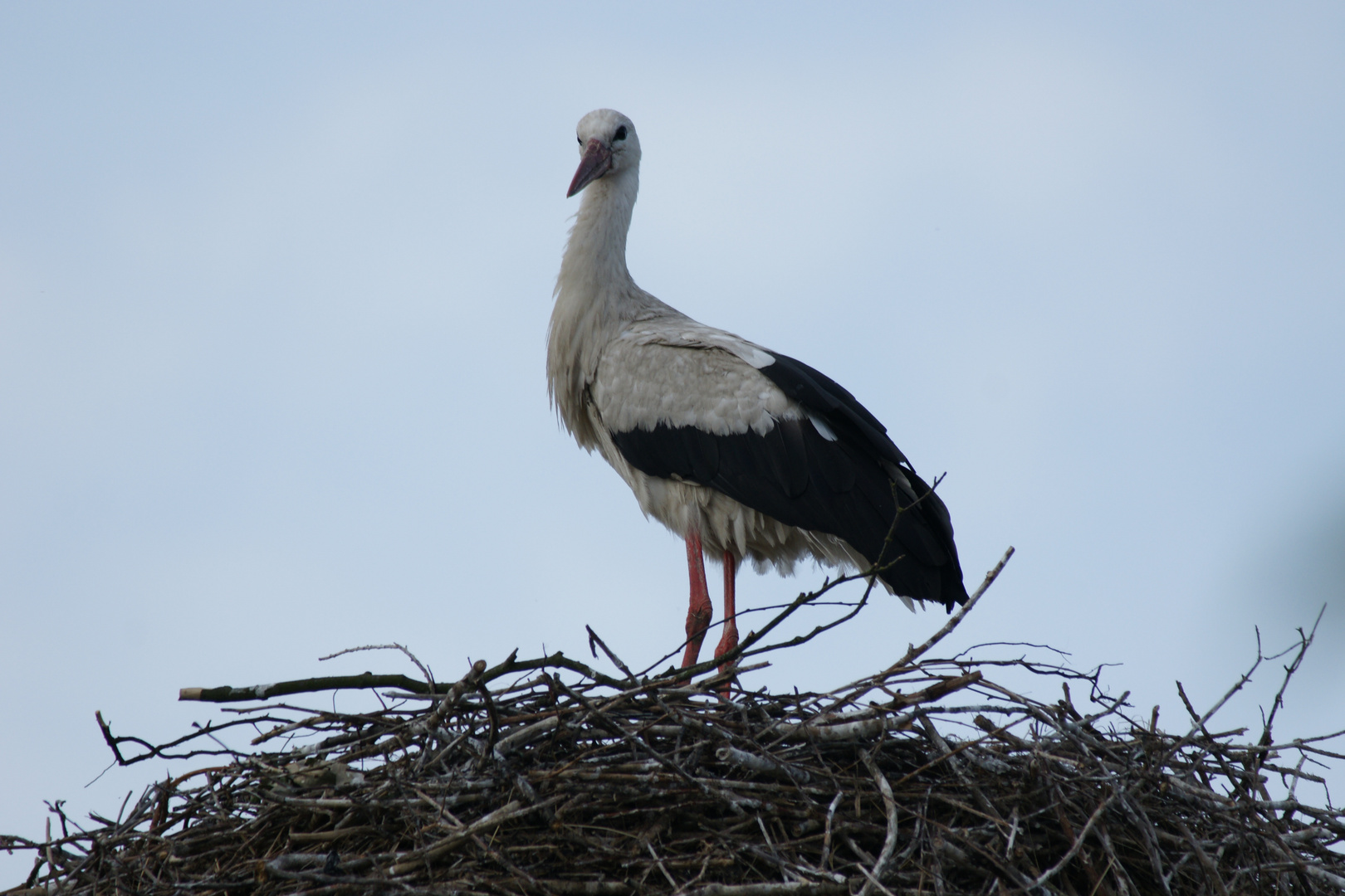 Storch aus 2011