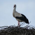 Storch aus 2011