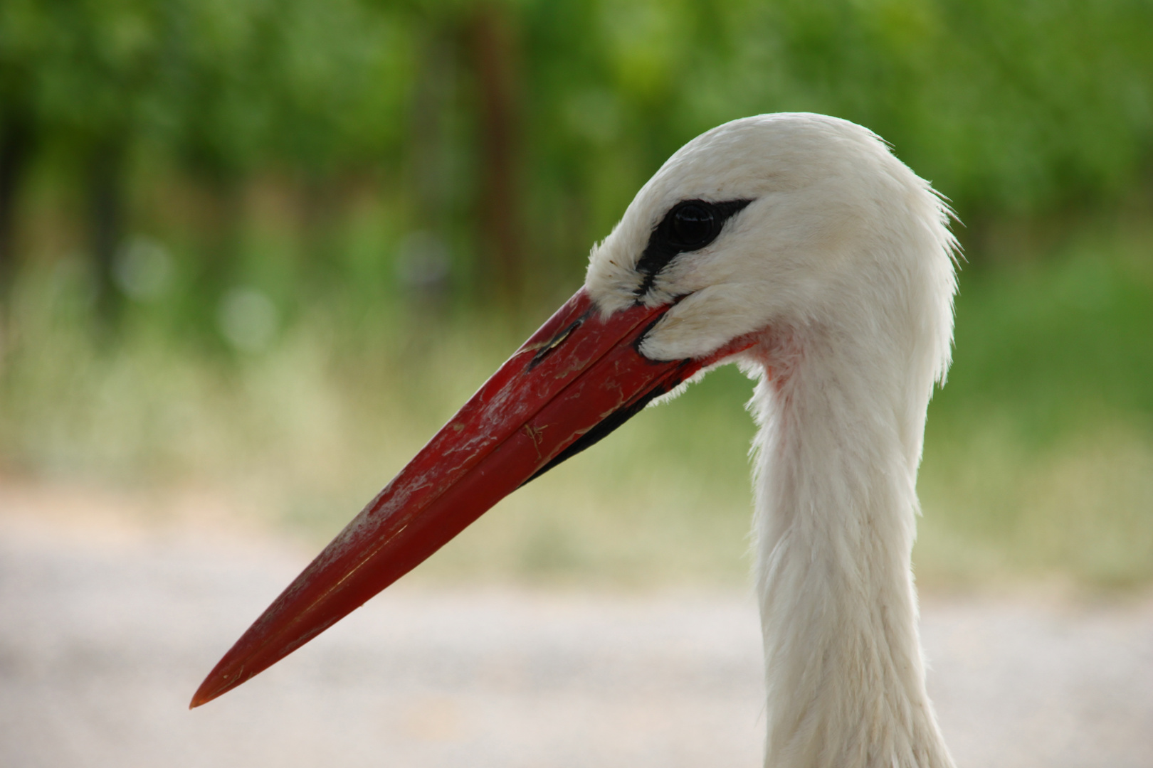 Storch aus dem Elsaß (Ribeauville)