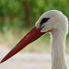 Storch aus dem Elsaß (Ribeauville)