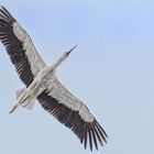 Storch aus Froschperspektive