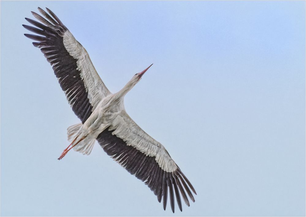 Storch aus Froschperspektive