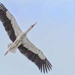 Storch aus Froschperspektive