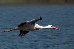 Storch außerhalb Affenberg Salem