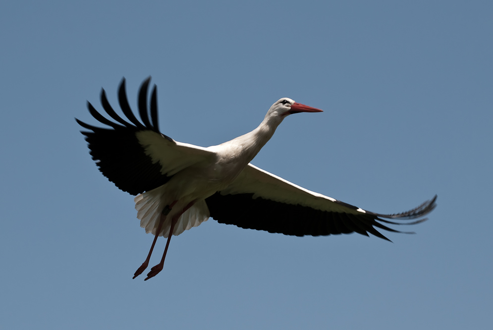 Storch außerhalb Affenberg Salem swingt..