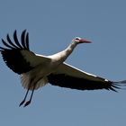 Storch außerhalb Affenberg Salem swingt..