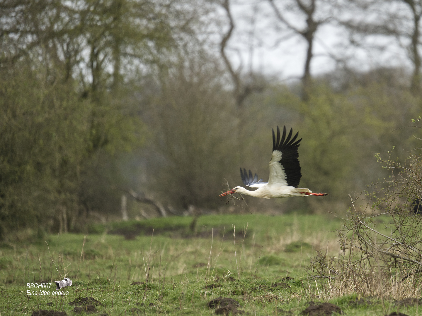 Storch b  RAW 25.03.2024   (122)