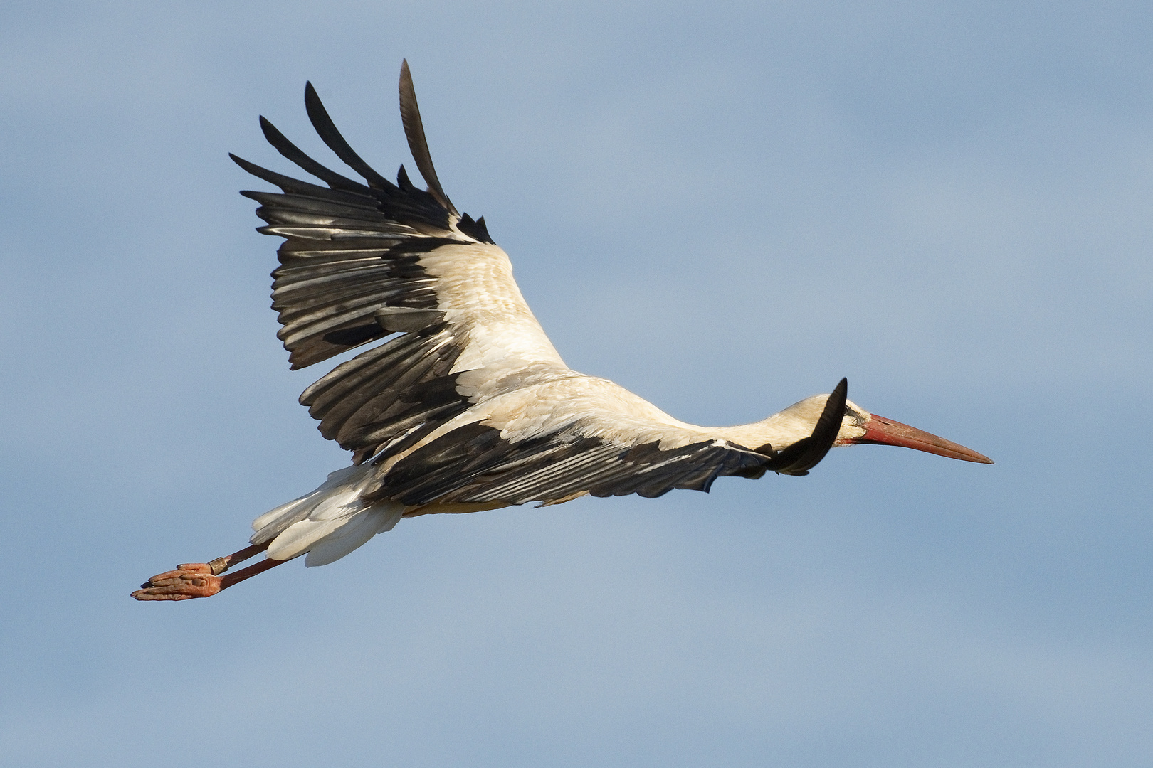 Storch