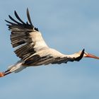 Storch