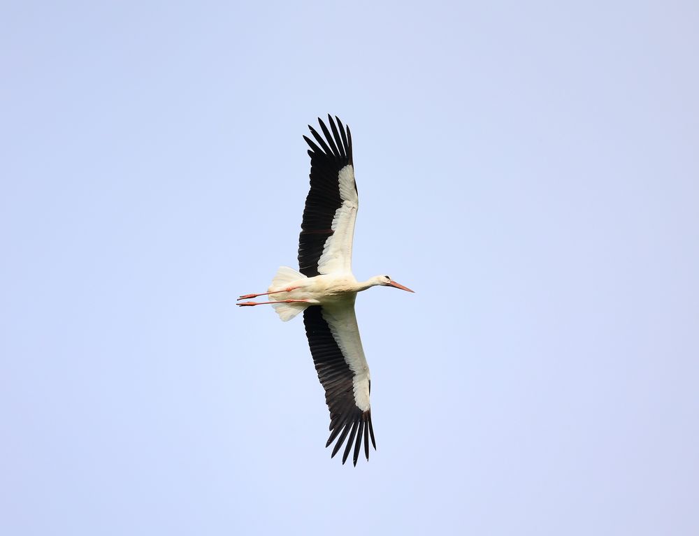 Storch