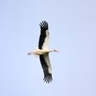 Storch