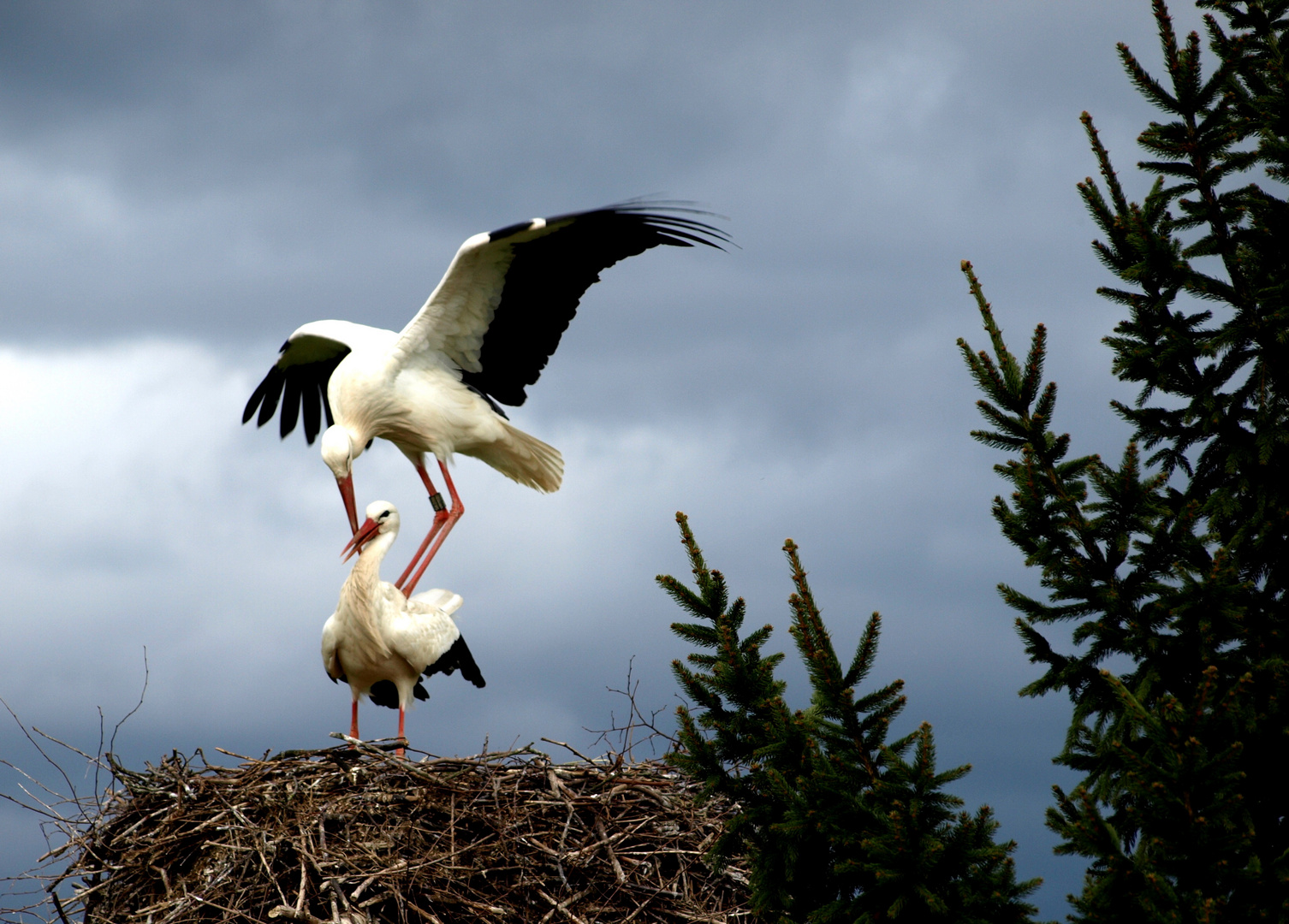 storch