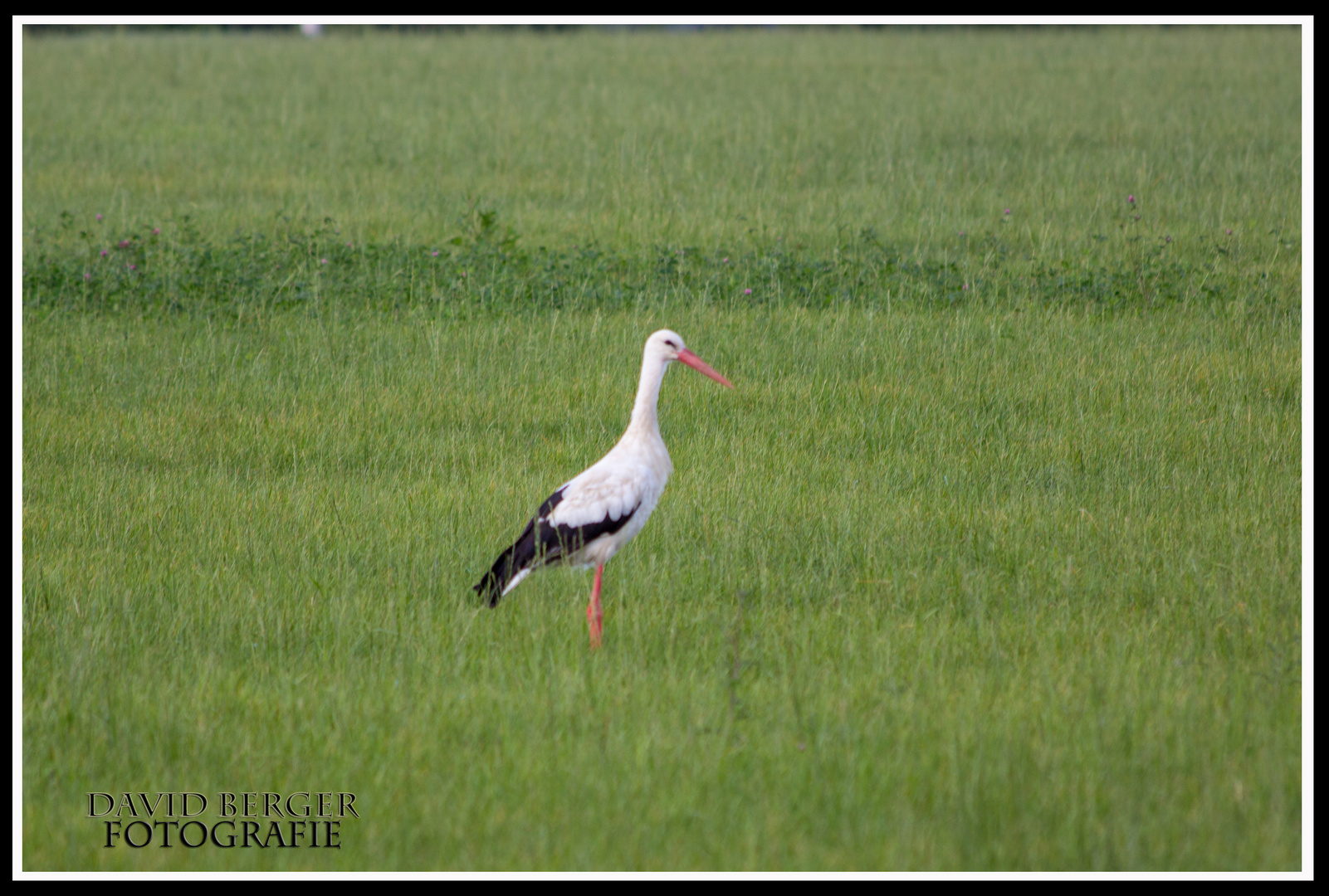 Storch