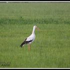 Storch