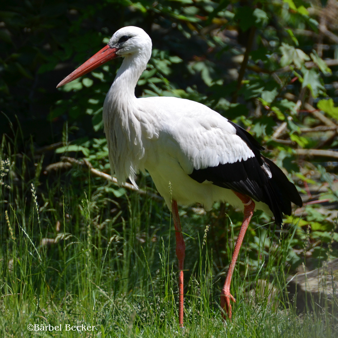 Storch