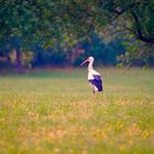 Storch