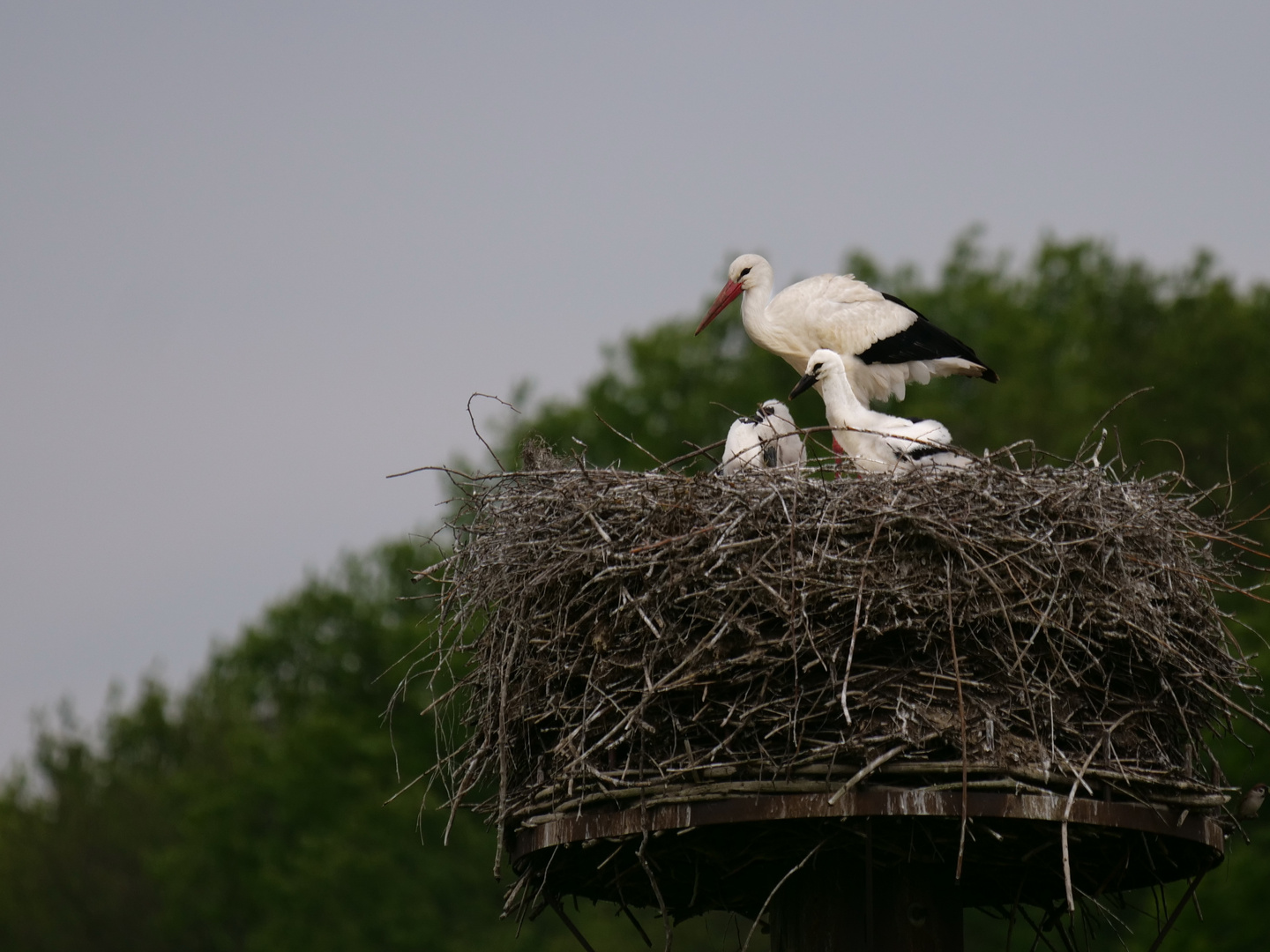 Storch