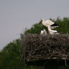 Storch