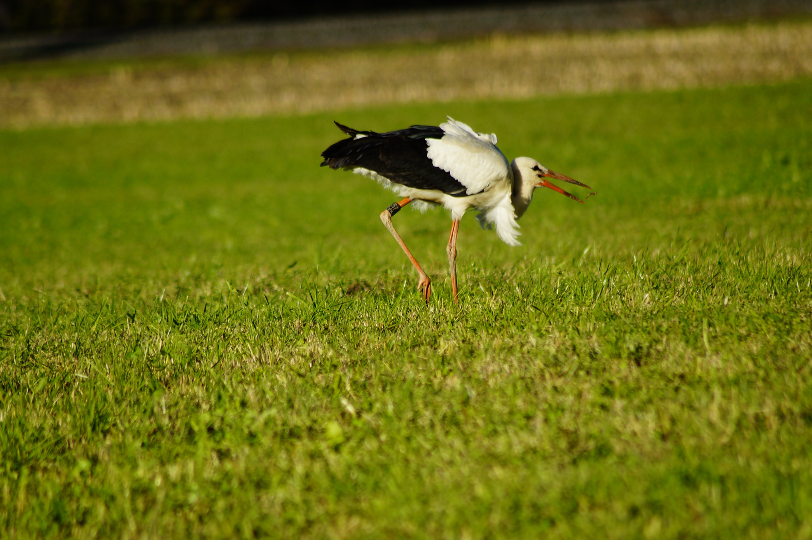 storch