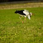 storch