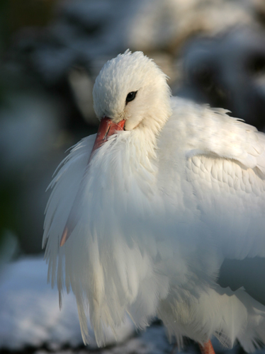 Storch