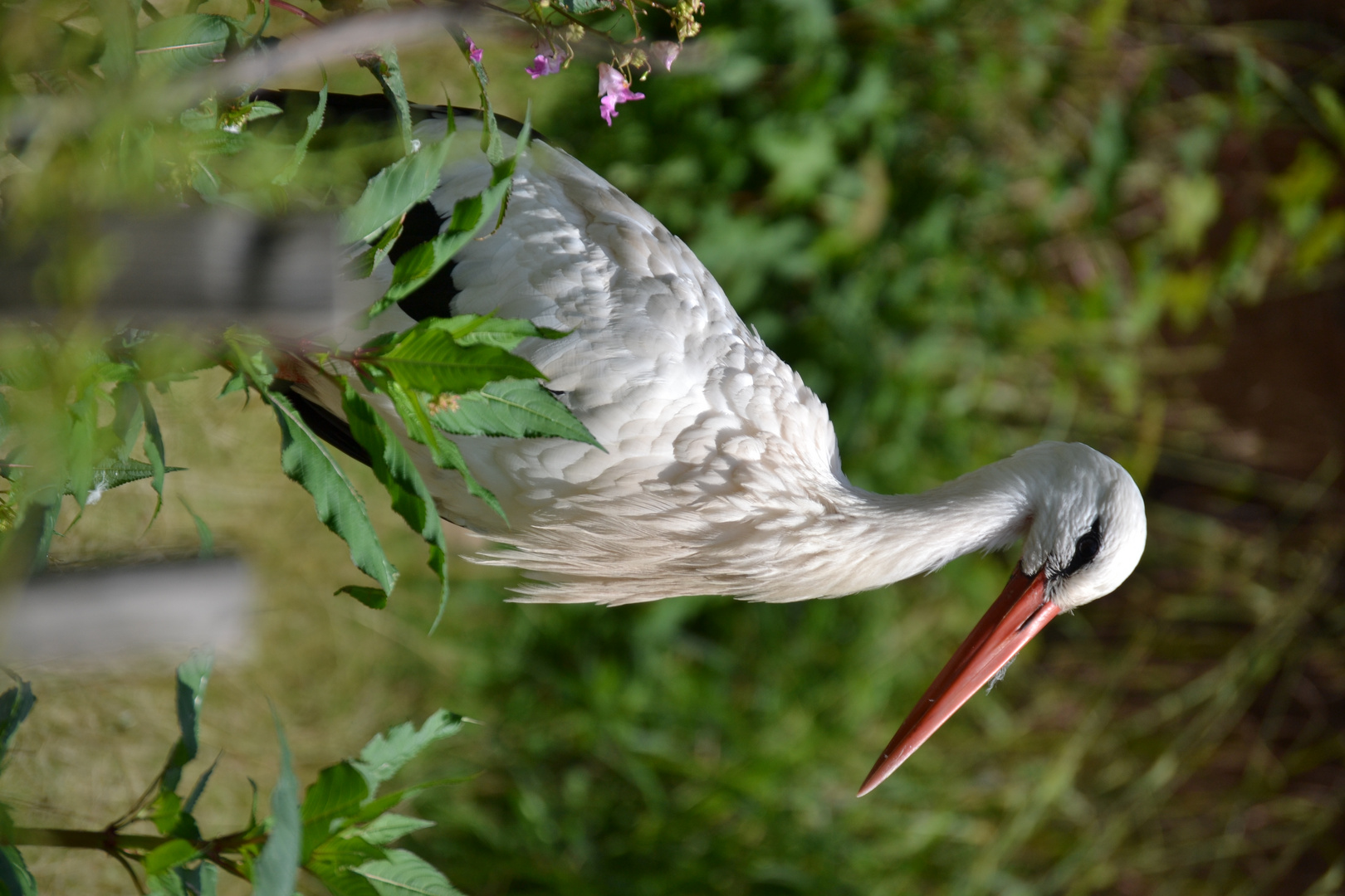 Storch