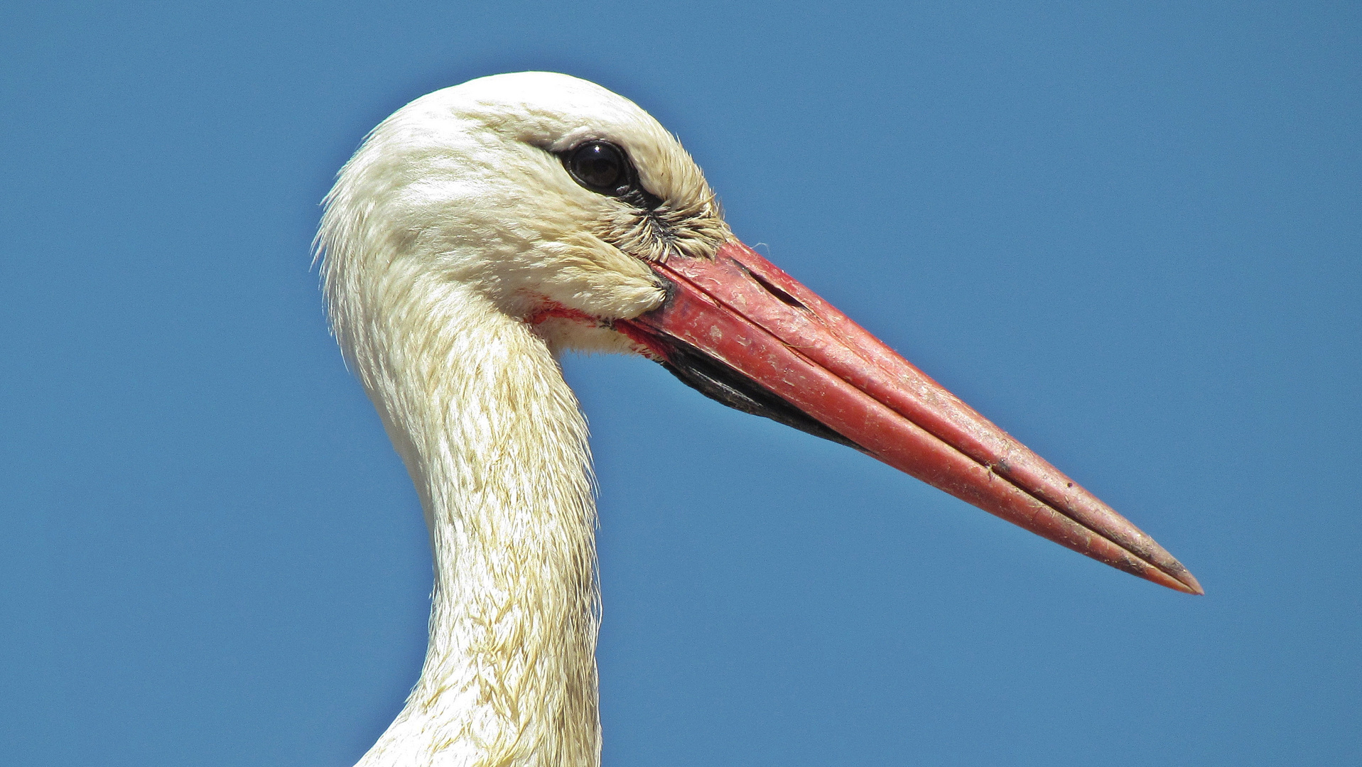 Storch