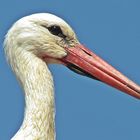 Storch