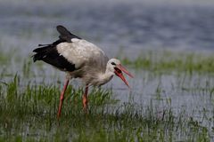 Storch