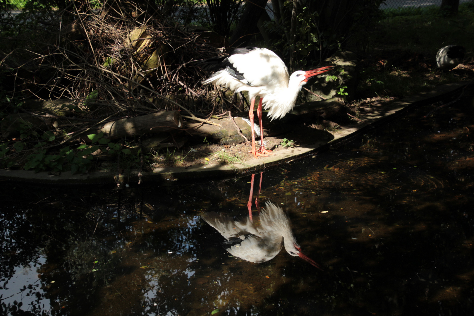 Storch