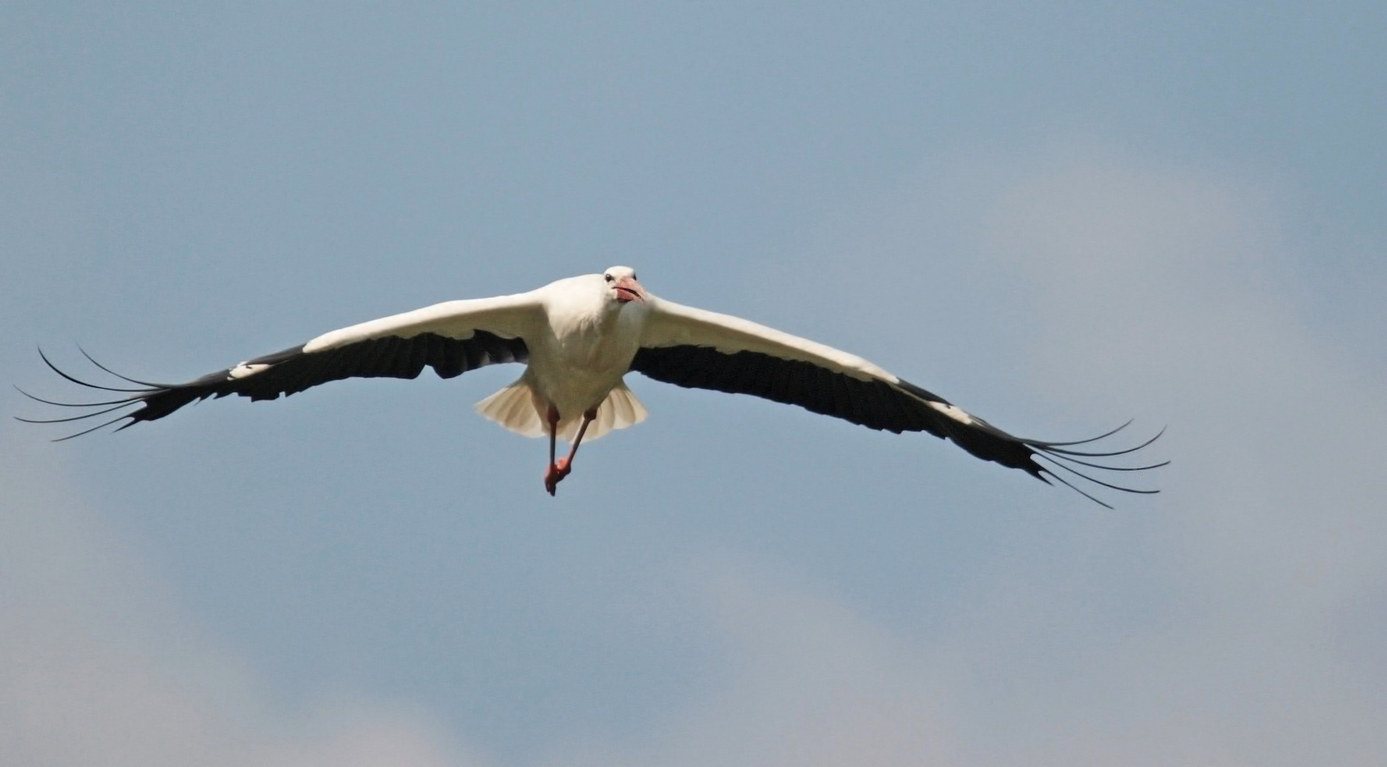 Storch.