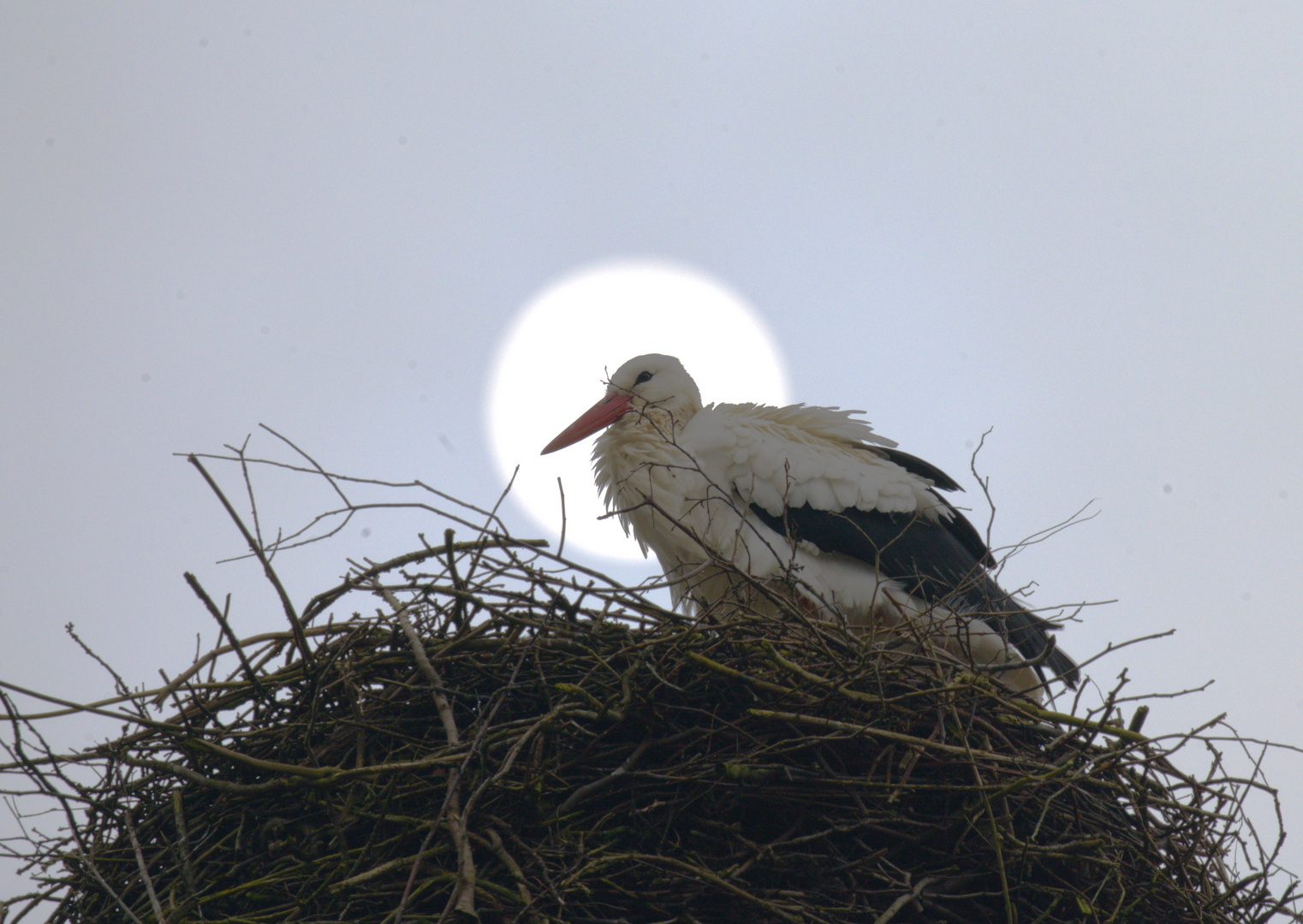 Storch